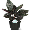 Calathea Ornata - Ø14cm - ↕50cm + Potenza Pot D15x13cm - Zwart