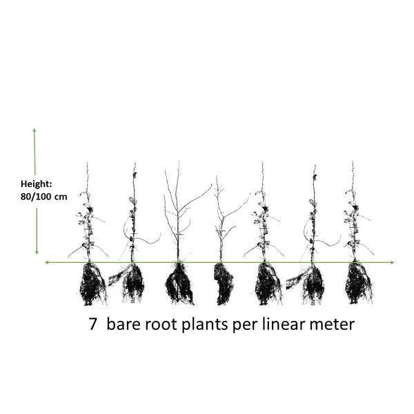 Carpinus Betulus - Blote wortel - 80/100 - 25x