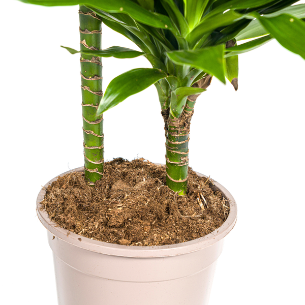 Dracaena Deremensis Green Jewel  Ø19cm - ↕80cm