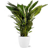 Spathiphyllum Sweet Sebastiano - Ø24cm - ↕110cm + Pot Brussels D25x23cm - Wit