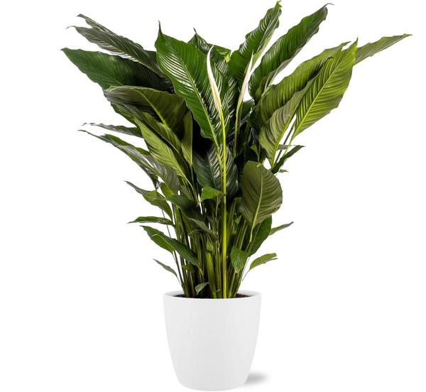 Spathiphyllum Sweet Sebastiano - Ø24cm - ↕110cm + Pot Brussels D25x23cm - Wit