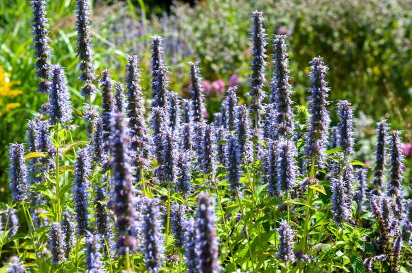 Agastache 'Black Adder' - ↕10-25cm - Ø9cm - 20x