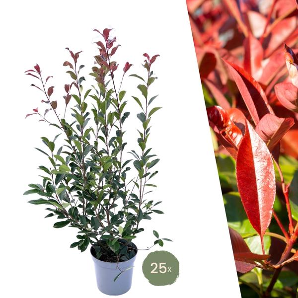 Grote Glansmispel planten voor 10 strekkende meter haag | - 12L - 25 x | ↨ 100-125 cm - Carré Rouge