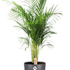 Dypsis Lutescens (Areca) - Ø24cm - ↕110cm + Pot Brussels D25x23cm - Antraciet