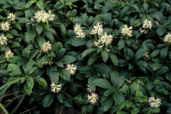 Pachysandra term. 'Green Sheen' - ↕10-25cm - Ø9cm - 20x