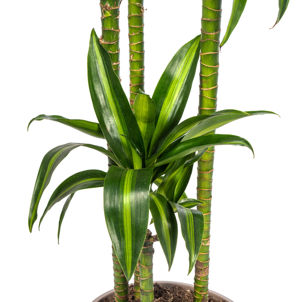 Dracaena Deremensis Hawaiian Sunshine Ø27cm - ↕180cm