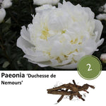 Paeonia 'Duchesse de Nemours' - 2x