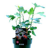 Ficus Carica Bornholm - Ø19cm - ↕50cm