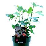 Ficus Carica Bornholm - Ø19cm - ↕50cm