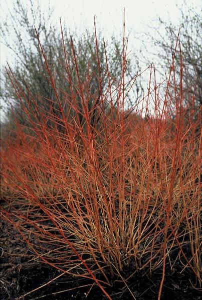 Cornus sang. 'Midwinter Fire' - ↕10-25cm - Ø9cm - 6x