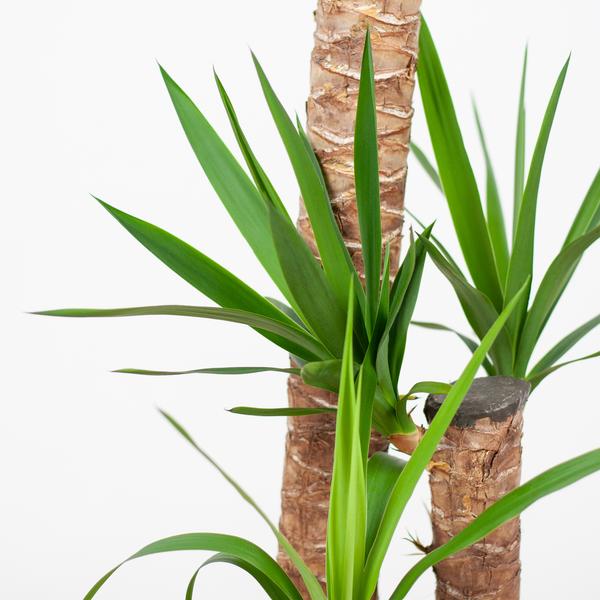 Yucca XL met Torun mand - 125cm - Ø24