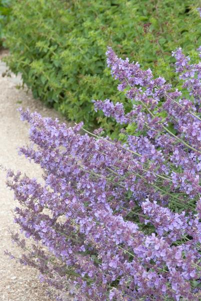 Nepeta 'Walker's Low' - ↕10-25cm - Ø9cm - 20x