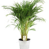 Dypsis Lutescens - Ø21cm - ↕110cm + Pot D22,5x21cm - Zink