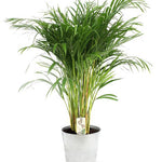 Dypsis Lutescens - Ø21cm - ↕110cm + Pot D22,5x21cm - Zink