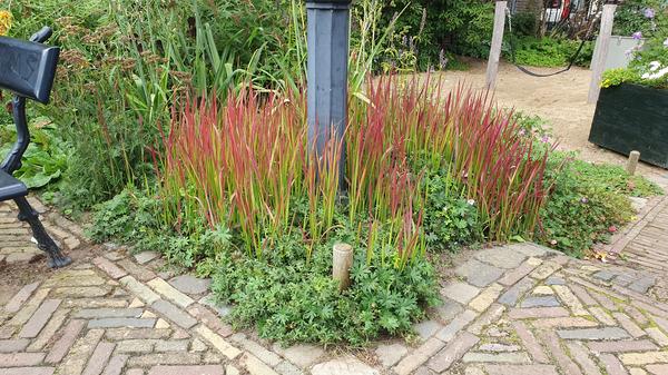 Imperata cylindrica 'Red Baron' - ↕10-25cm - Ø9cm - 6x