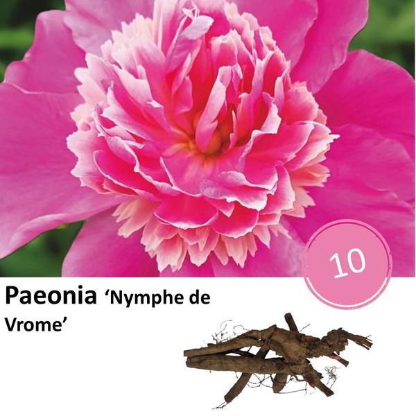 Paeonia 'Nymph de Vrome' - 10x