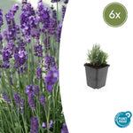 Lavandula ang. 'Dwarf Blue' - ↕10-25cm - Ø9cm - 6x