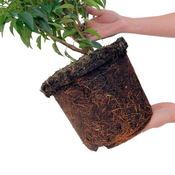 25 grote Portugese Laurierkers planten voor 10 strekkende meter haag | ↨ 80-100 cm in 12 liter pot