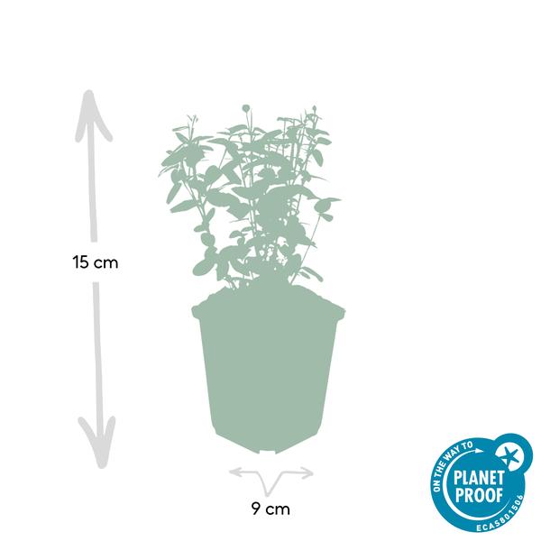 Euonymus fortunei radicans - ↕10-25cm - Ø9cm - 20x