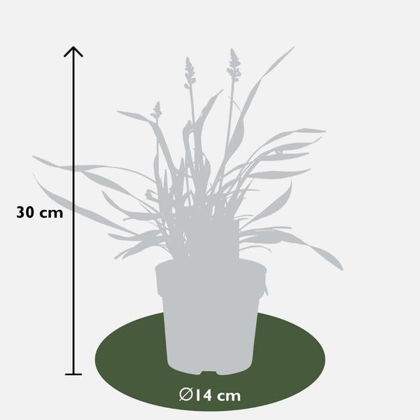 3 x Liriope muscari 'Ingwersen' - Ø 14 cm - ↨ 25 cm