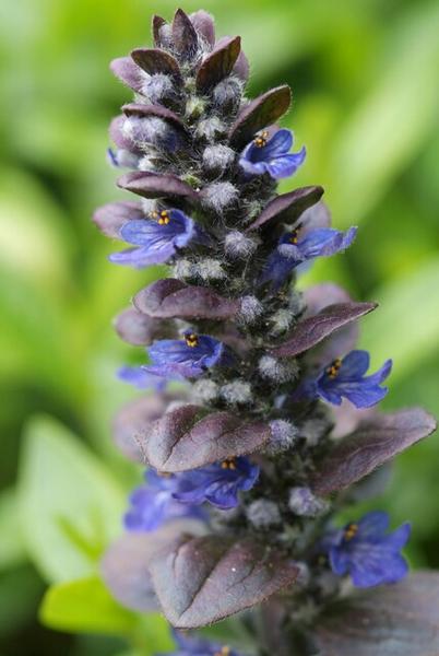 Ajuga reptans 'Catlin's Giant' - ↕10-25cm - Ø9cm - 20x