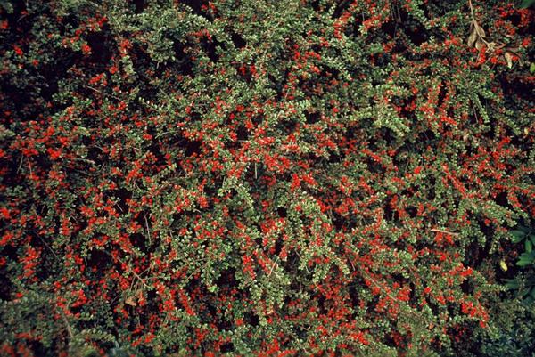 Cotoneaster horizontalis - ↕10-25cm - Ø9cm - 12x