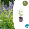 Agastache 'Black Adder' - ↕10-25cm - Ø9cm - 6x