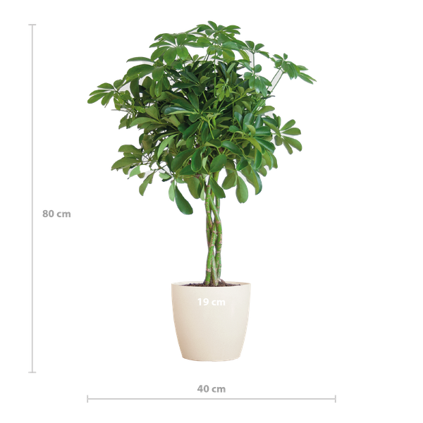 Schefflera Arab Nora met Viber wit  - 70cm - Ø21