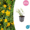 Hypericum dummeri 'Peter Dummer' - ↕10-25cm - Ø9cm - 20x