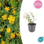 Hypericum dummeri 'Peter Dummer' - ↕10-25cm - Ø9cm - 20x