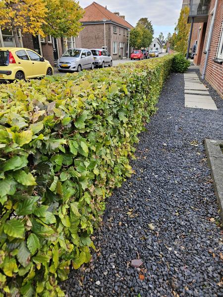 Fagus sylvatica  - Blote wortel - 80/100 - 75x