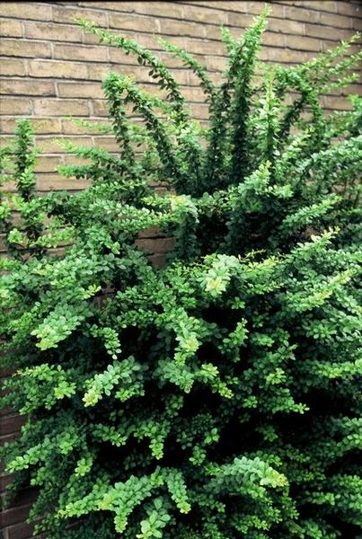 Berberis thunbergii -  ↕30-50cm - blote wortel - 25x