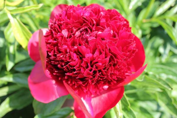 Paeonia 'Red Charme' - 4x