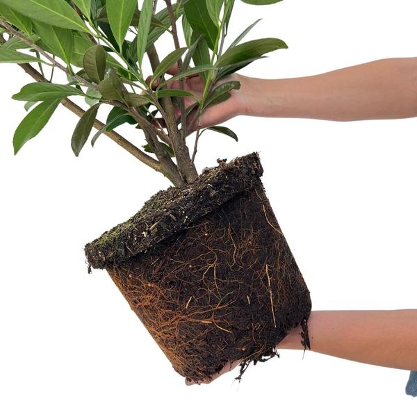 Grote Laurierkers Planten Caucasica voor 10 strekkende meter haag - 15L - 20x | ↨ 125-150 cm