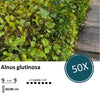 Alnus glutinosa - Blote wortel - 60/80 - 50x