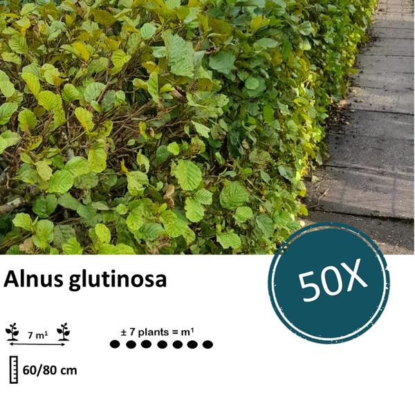 Alnus glutinosa - Blote wortel - 60/80 - 50x