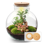 Terrarium Bolder Bob Bonsai + Led verlichting in kurk