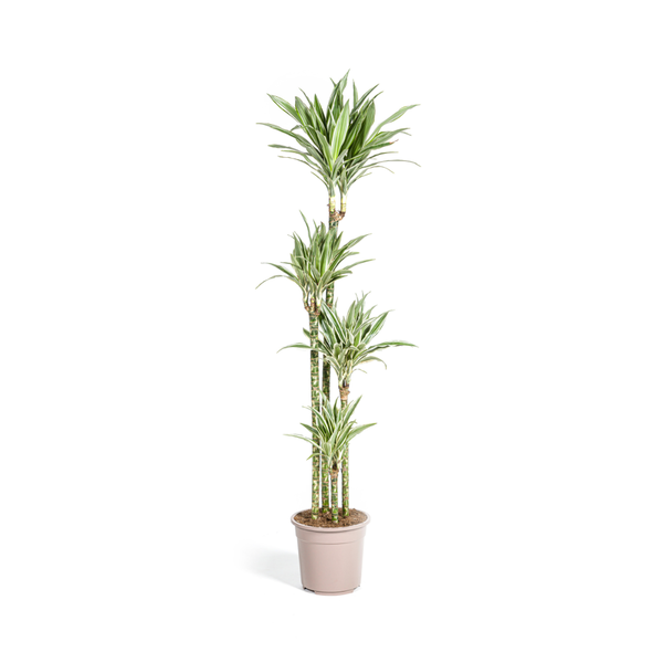 Dracaena Deremensis White Stripe Ø27cm - ↕180cm