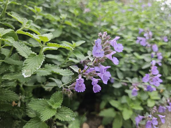 Nepeta 'Walker's Low' - ↕10-25cm - Ø9cm - 20x