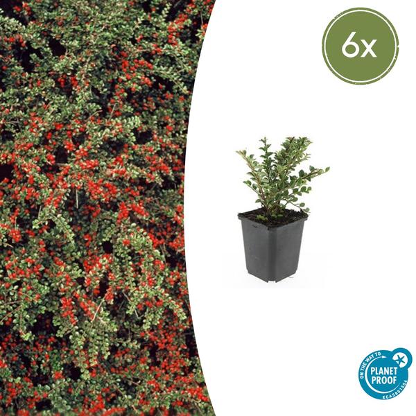 Cotoneaster horizontalis - ↕10-25cm - Ø9cm - 6x