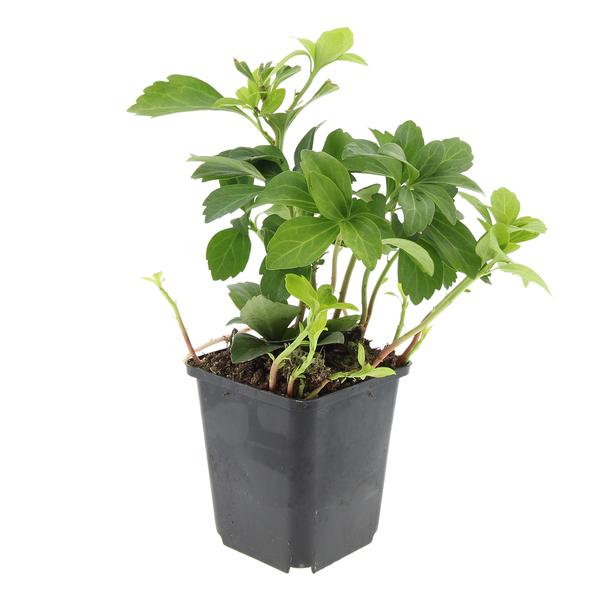 Pachysandra term. 'Green Carpet' - ↕10-25cm - Ø9cm - 40x,