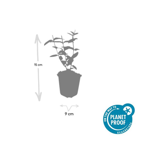 Hypericum inodorum - ↕10-25cm - Ø9cm - 20x