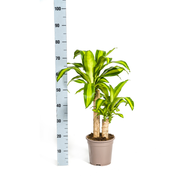 Dracaena Fragrans Massangeana Ø19cm - ↕80cm