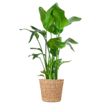 Strelitzia Nicolai XL met Torun mand - 140cm - Ø27