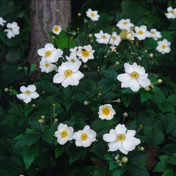 Anemone hyb. 'Honorine Jobert' - ↕10-25cm - Ø9cm - 40x