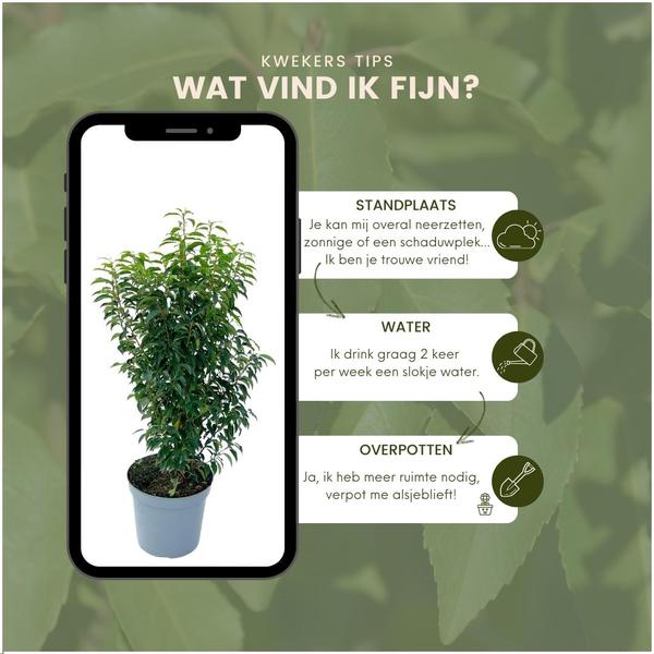 25 grote Portugese Laurierkers planten voor 10 strekkende meter haag | ↨ 80-100 cm in 12 liter pot