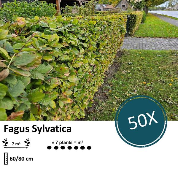 Fagus sylvatica  - Blote wortel - 60/80 - 50x