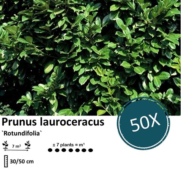 Prunus lauroceracus `Rotundifolia`-  ↕30-50cm - blote wortel - 50x