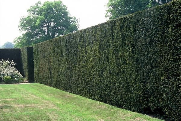 Taxus baccata - ↕30-50cm - blote wortel - 25x