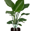 Strelitzia Nicolai - Ø19cm - ↕90cm + Bowl Pot D19/21x18,5cm - Zwart